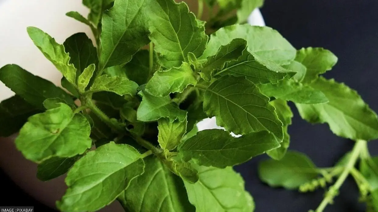 Tulsi Tips: आंगन या बालकनी कहां लगाना चाहिए तुलसी का पौधा? जाने इसके अचूक उपाय Tulsi Vastu Tips