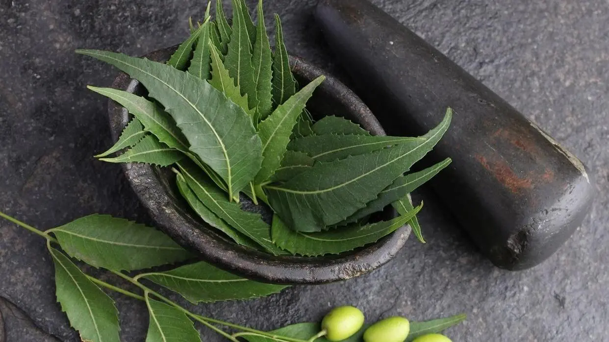 स्किन के लिए नीम के फायदे (फोटो : shutterstock)