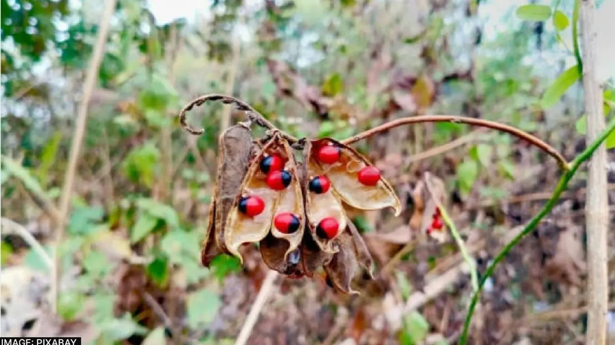 Reduce Hair Fall With Gunja Seeds