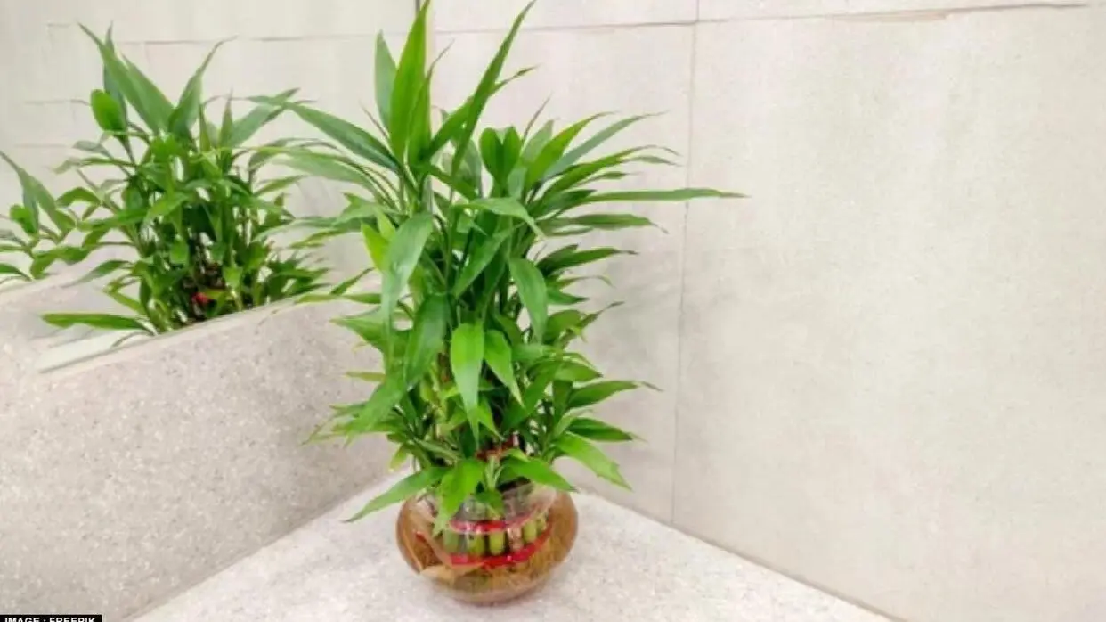 Vastu Tips For Bamboo Plant