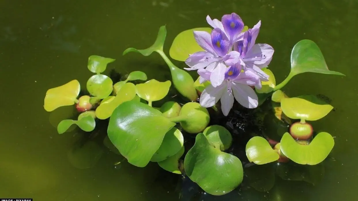 Benefits Of Water Hyacinth For Skin