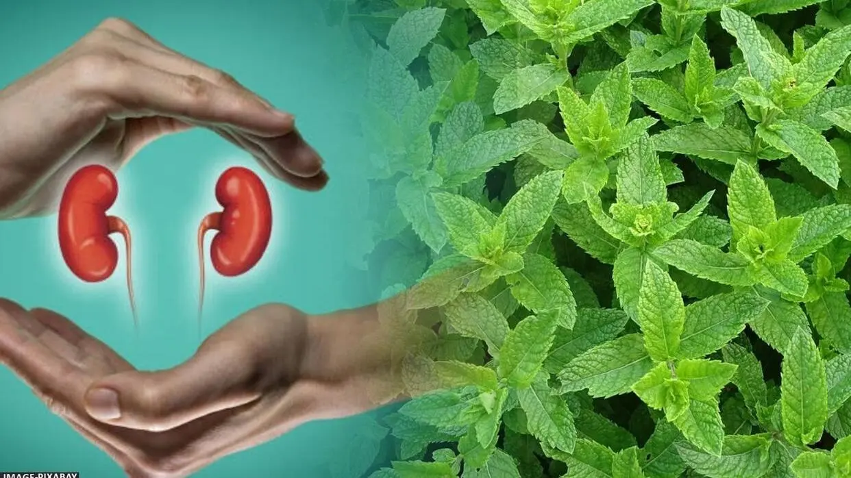 Kidney Ke Liye Pudina Ke Fayde