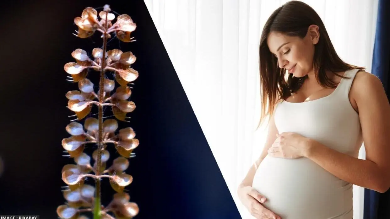 Benefits Of Tulsi Seeds During Pregnancy
