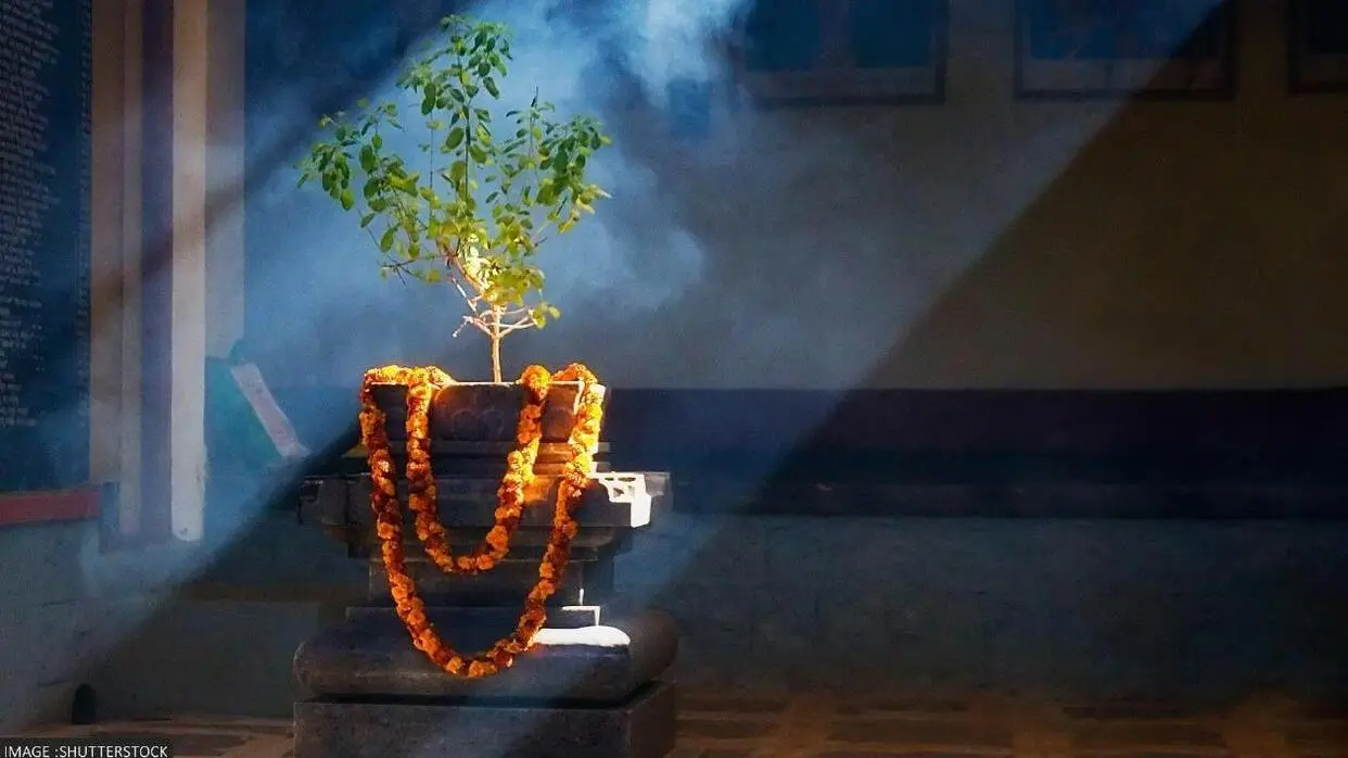 Tulsi Ki Jad Ke Upay