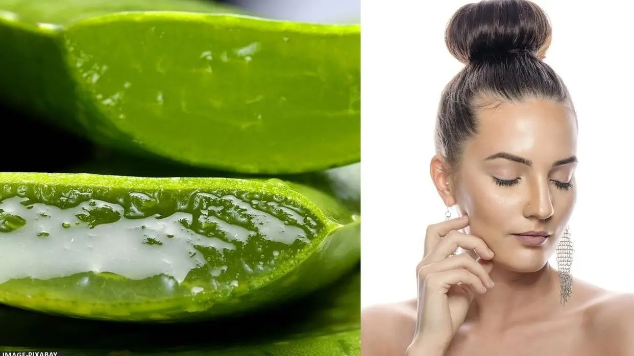 एलोवेरा के फायदे (फोटो : Pixabay)
