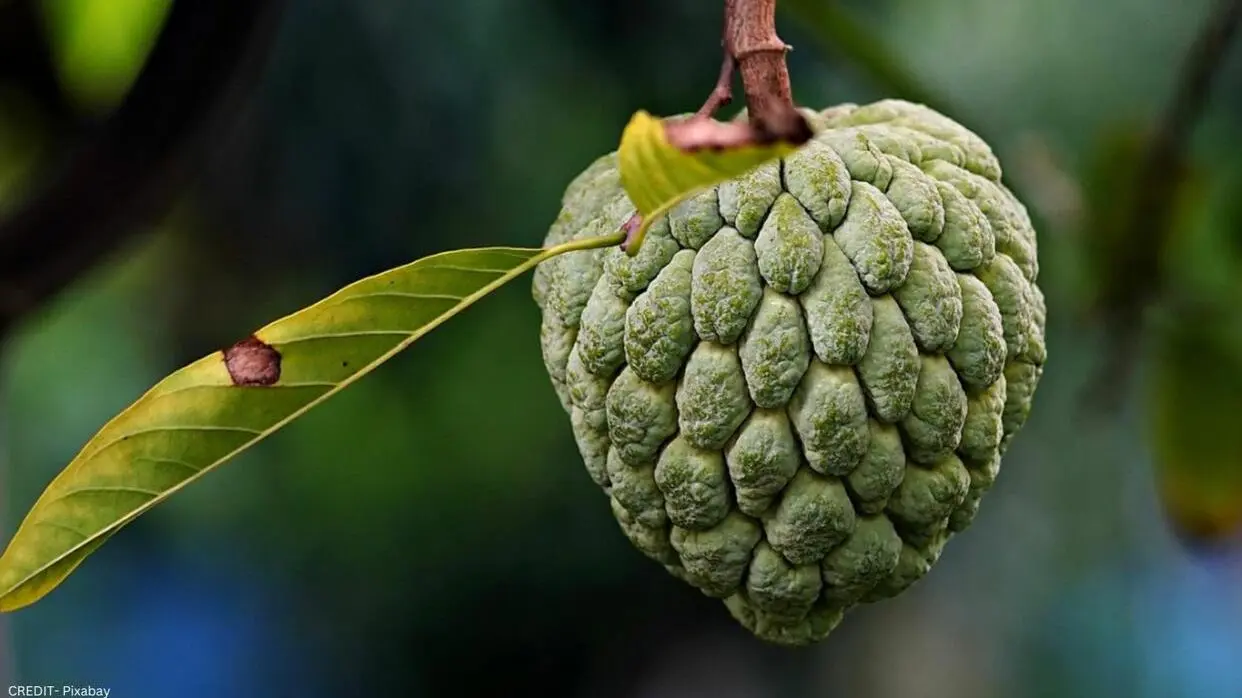 Sharifa Khane Ke Fayde