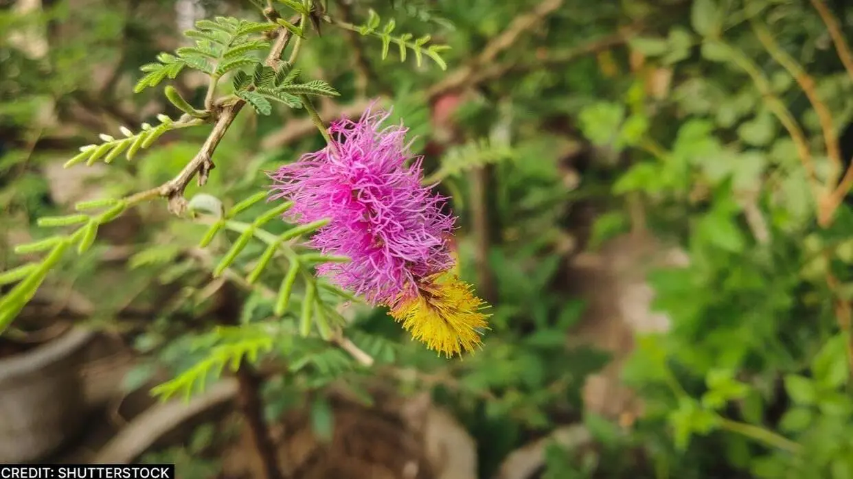 Shami Ke Paudhe Ko Ghar Me Kyo Lagana Chahiye