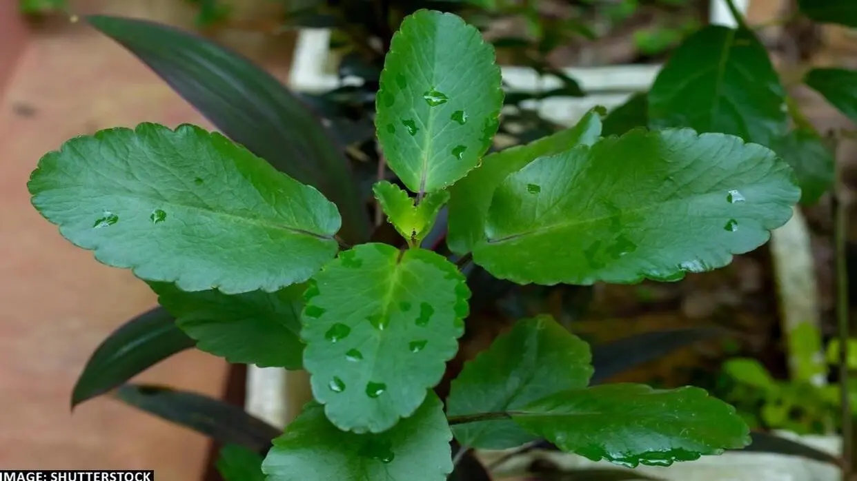 Kis Chij Me Kaam Aata Hai Patharchatta