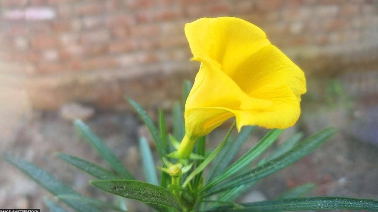 Kaner Flower: कनेर का फूल कर सकता है आपकी कई परेशानियों को दूर, जानें ...
