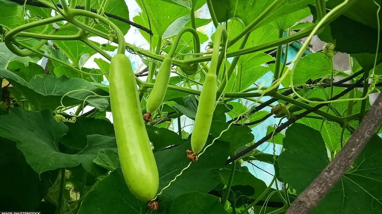 Bottle Gourd Leaves Benefits
image- shutterstock