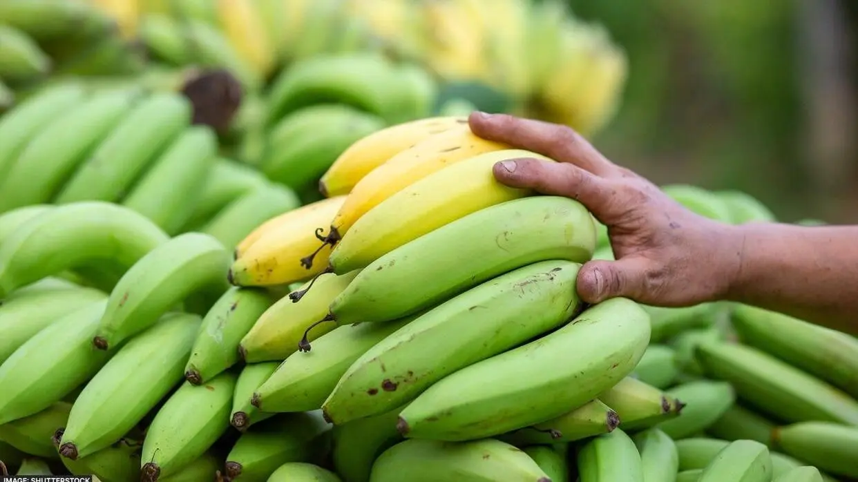 कच्चा केला खाने के फायदे (फोटो : Shutterstock)