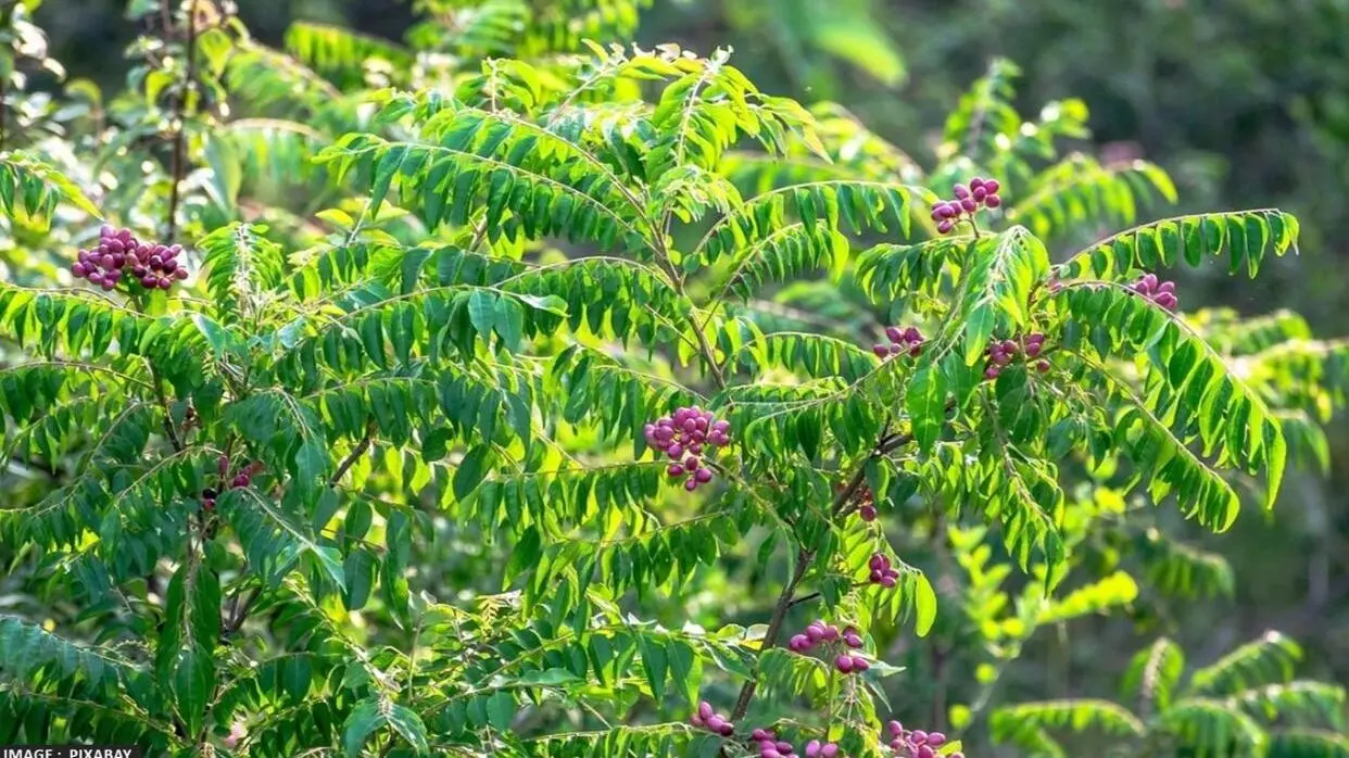 Curry Leaf Benefits
image- pixabay