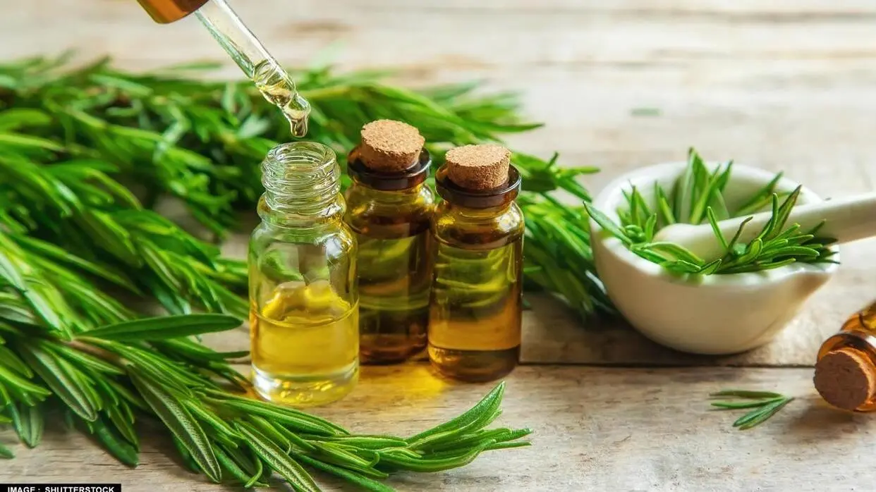 रोजमेरी ऑयल के फायदे (फोटो : Shutterstock)
