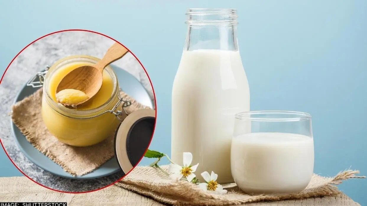 दूध में घी मिलाकर पीने के फायदे (फोटो : Shutterstock)