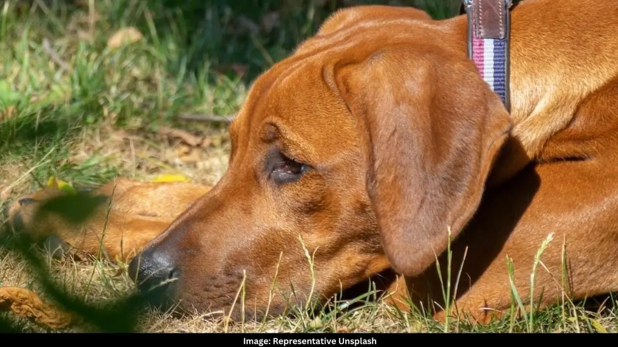 Representative Image of Pet Dog
Image: Representative Unsplash