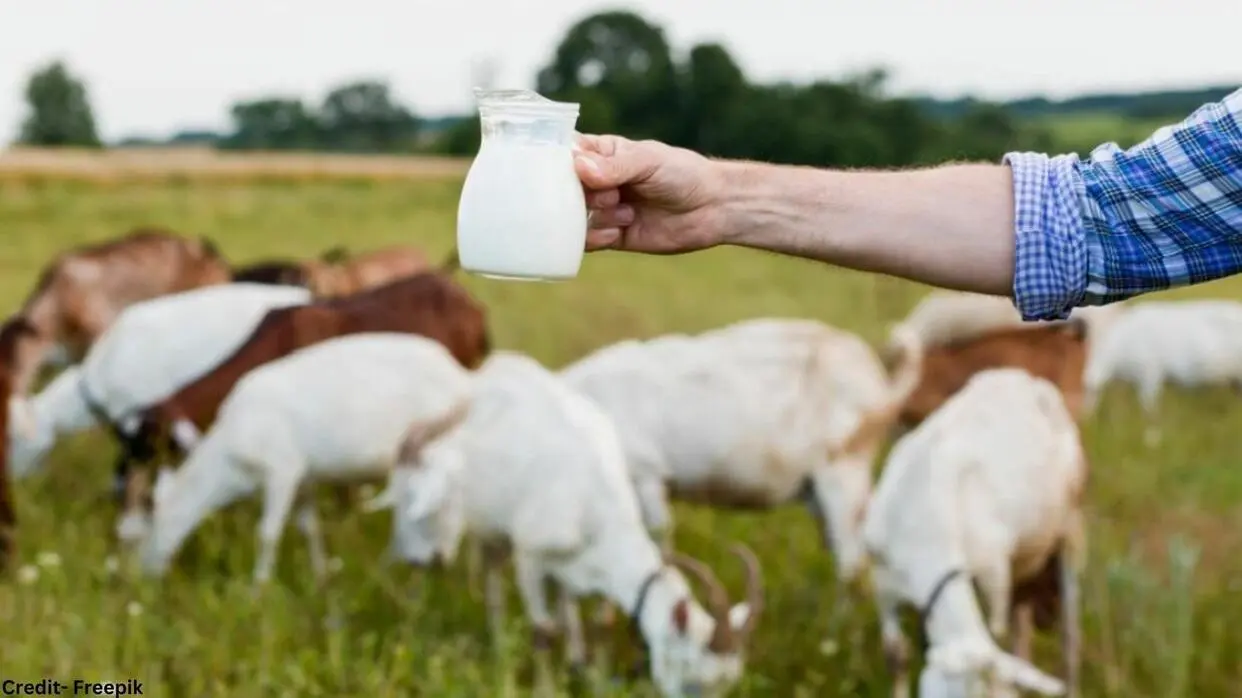 Bakari Ke Dudh Ke Fayde
image- freepik