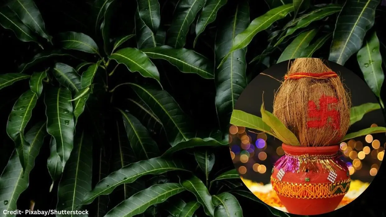 Kyun Ki Jati Hai Aam Ke Patte Ki Puja
Credit- Pixabay/Shutterstock