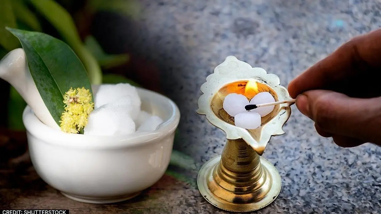 कपूर (फोटो : Shutterstock)