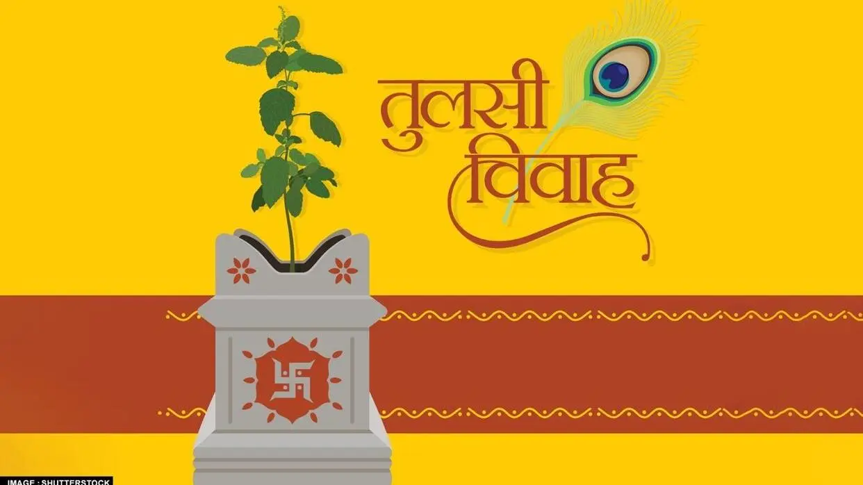 Tulsi Vivah 2023: इस साल कब है तुलसी विवाह? नोट कर लें डेट और पूजा का शुभ मुहूर्त तुलसी विवाह कब है (फोटो : Shutterstock)