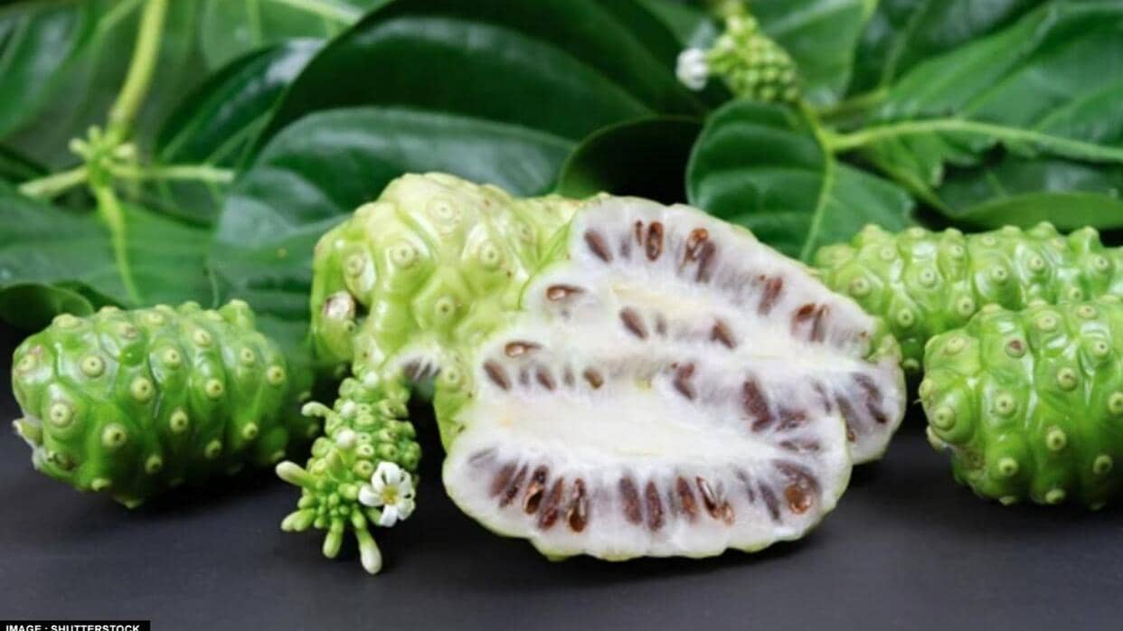 Noni R Noni Fruit: किसी संजीवनी से कम नहीं है 'नोनी फल', जोड़ों के दर्द से ...