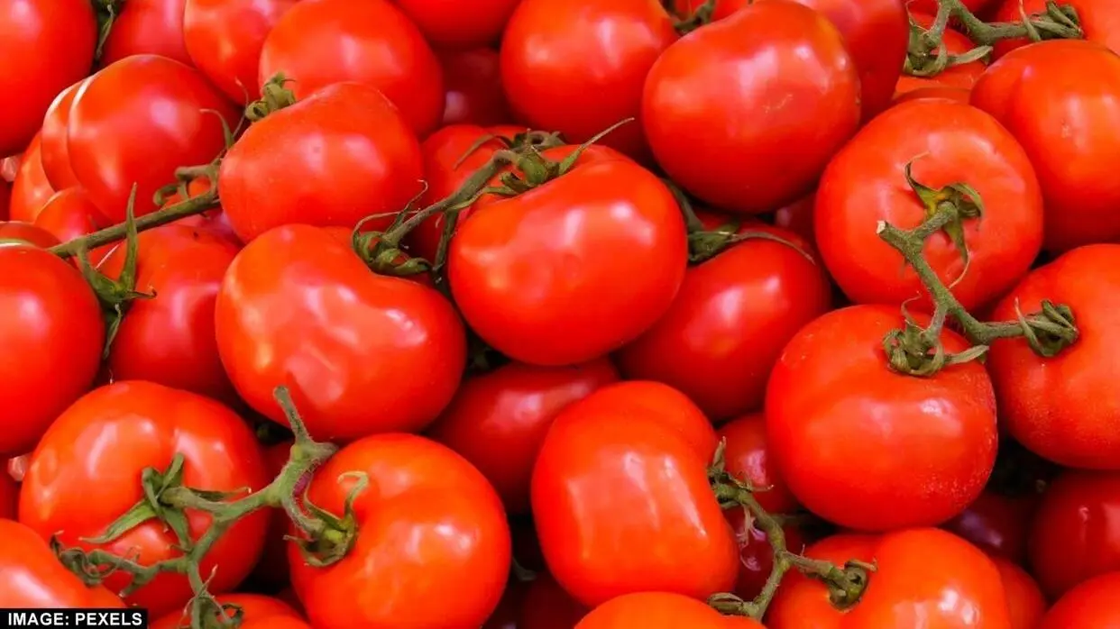 स्किन के लिए टमाटर के फायदे (फोटो : Pexels)
