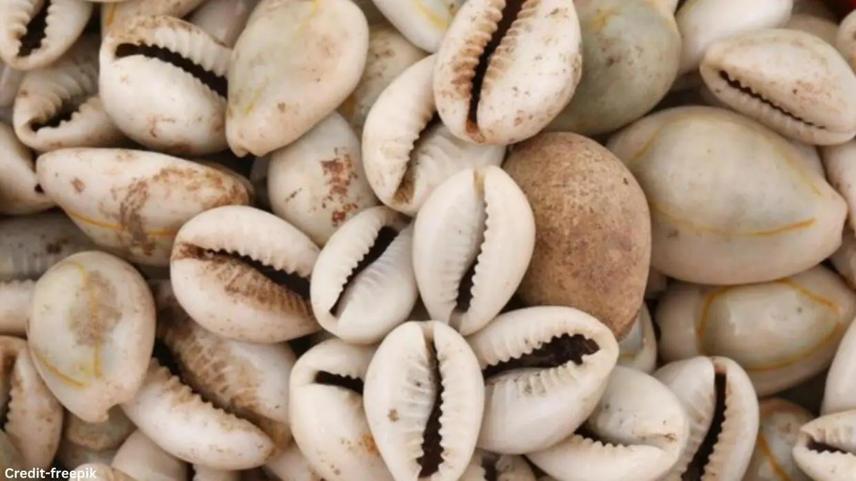 Kaudi Upay: बुरी नजर हो या फिर आर्थिक परेशानी, घर में इस जगह रखें कौड़ी दूर होगी सारी समस्याएं Kaudi Upay
image- freepik