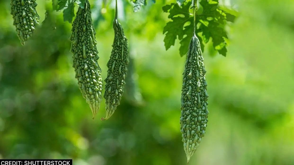 Health Tips For Healthy Body
image- shutterstock