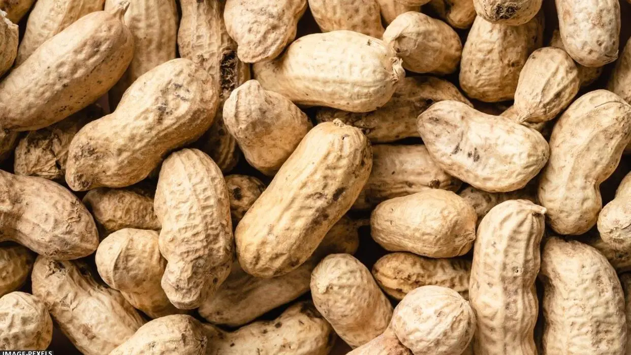 Benefits of Moongfali: ठंड के मौसम में खाना शुरू कर दें मूंगफली, सेहत को होंगे गजब के फायदे सर्दियों में मूंगफली खाने के फायदे (फोटो : Pexels)