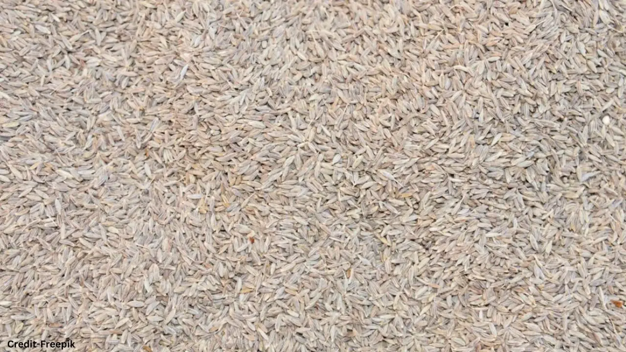 Cumin Seeds