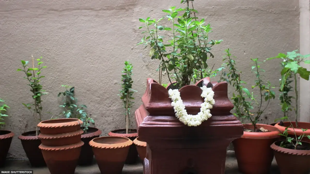 Tulsi: ये 1 रुपये की चीज तुलसी के पौधे को बनाएगी हरा-भरा, मानसून में बचाएगी कीड़ों से, आज ही छिड़कें tulsi upay