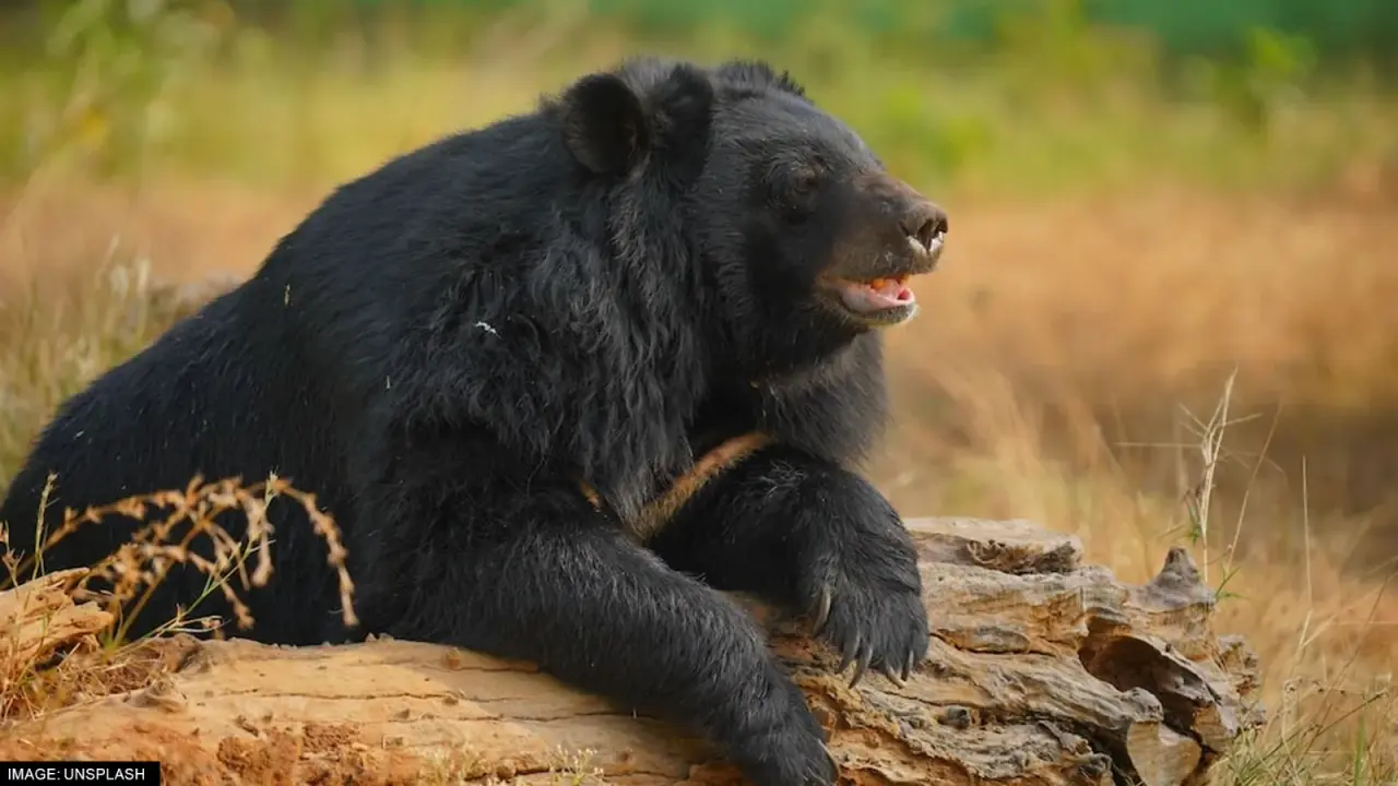 Asian Black Bear