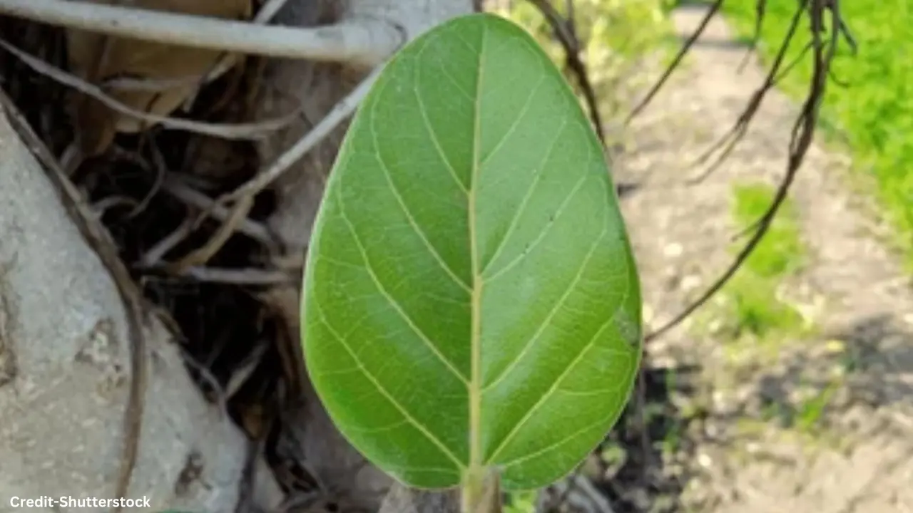banyan leaf