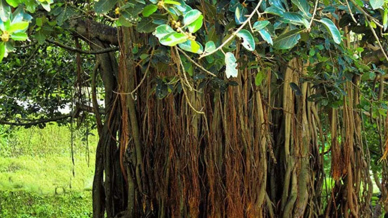 Banyan Tree