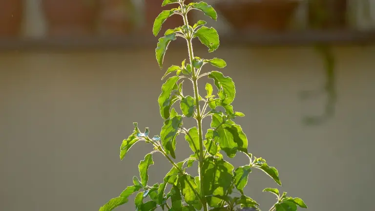 Tulsi: तुलसी के पत्तों को कैसे खाएं? Tulsi Vastu Tips