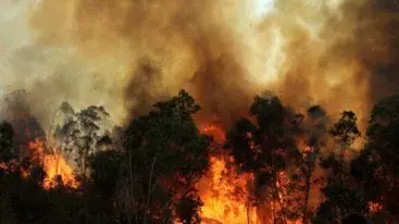 BREAKING: चित्रकूट के रानीपुर टाइगर रिजर्व में लगी भीषण आग, कई KM का एरिया जलकर राख, जंगली जानवरों की जान पर खतरा fire in the forests