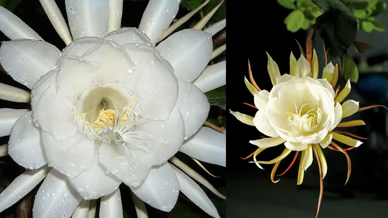 Brahma Kamal Flower