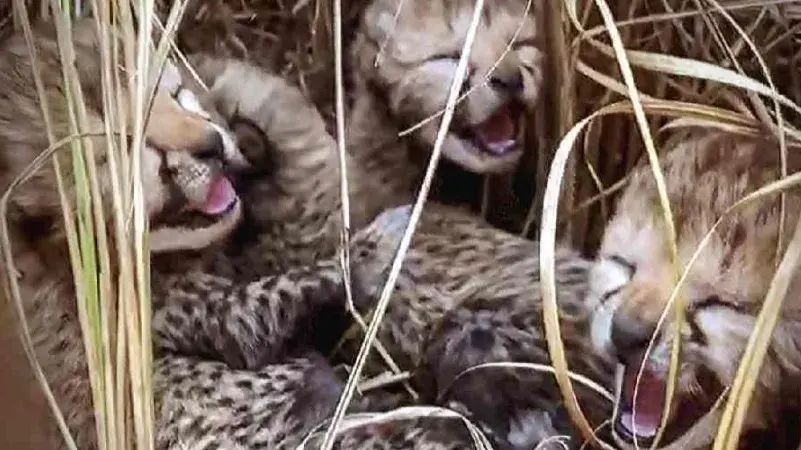 birth to three cubs