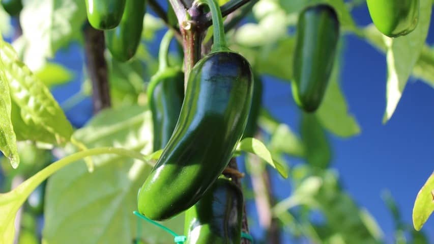 Description of the pic