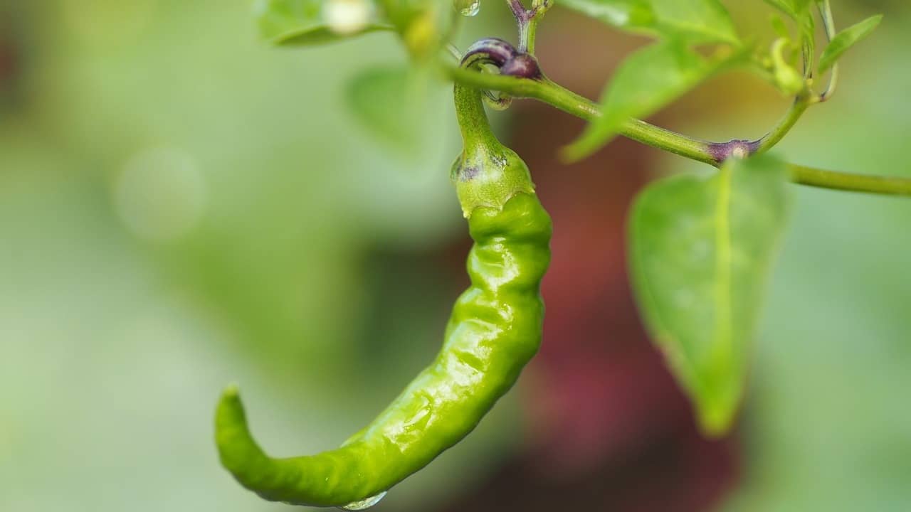 Description of the pic