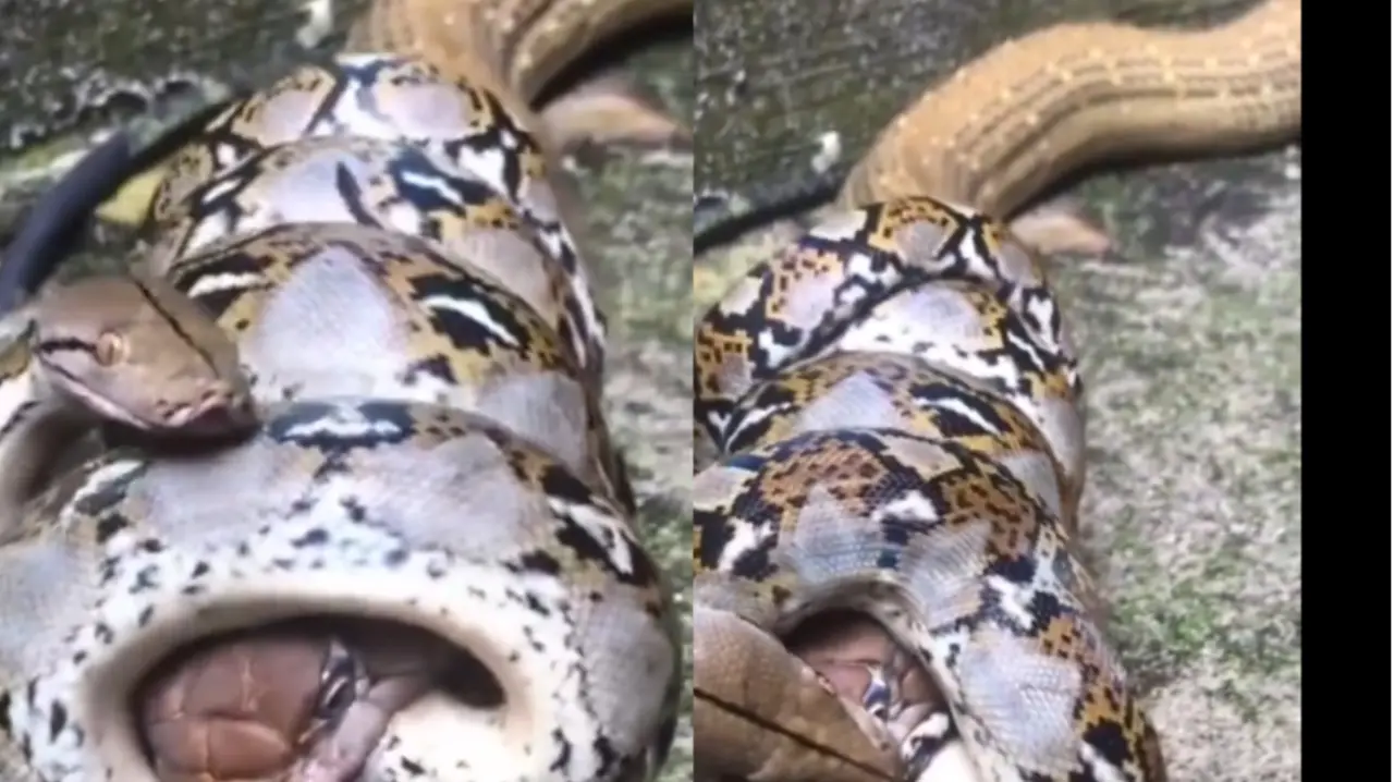 दो सांपों की खौफनाक लड़ाई! जब किंग कोबरा को अजगर ने दबोचा, नाग ने भी ऐसे लिया बदला; कंपा देगा VIDEO King Cobra vs Python