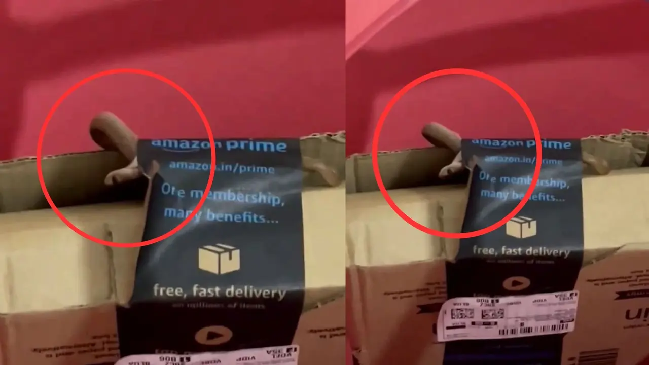 VIDEO: ऑर्डर करने वाले सावधान! मंगाया सामान तो Amazon ने भेज दिया जिंदा कोबरा, पैकेट खोलते ही... Cobra Found in Amazon Package