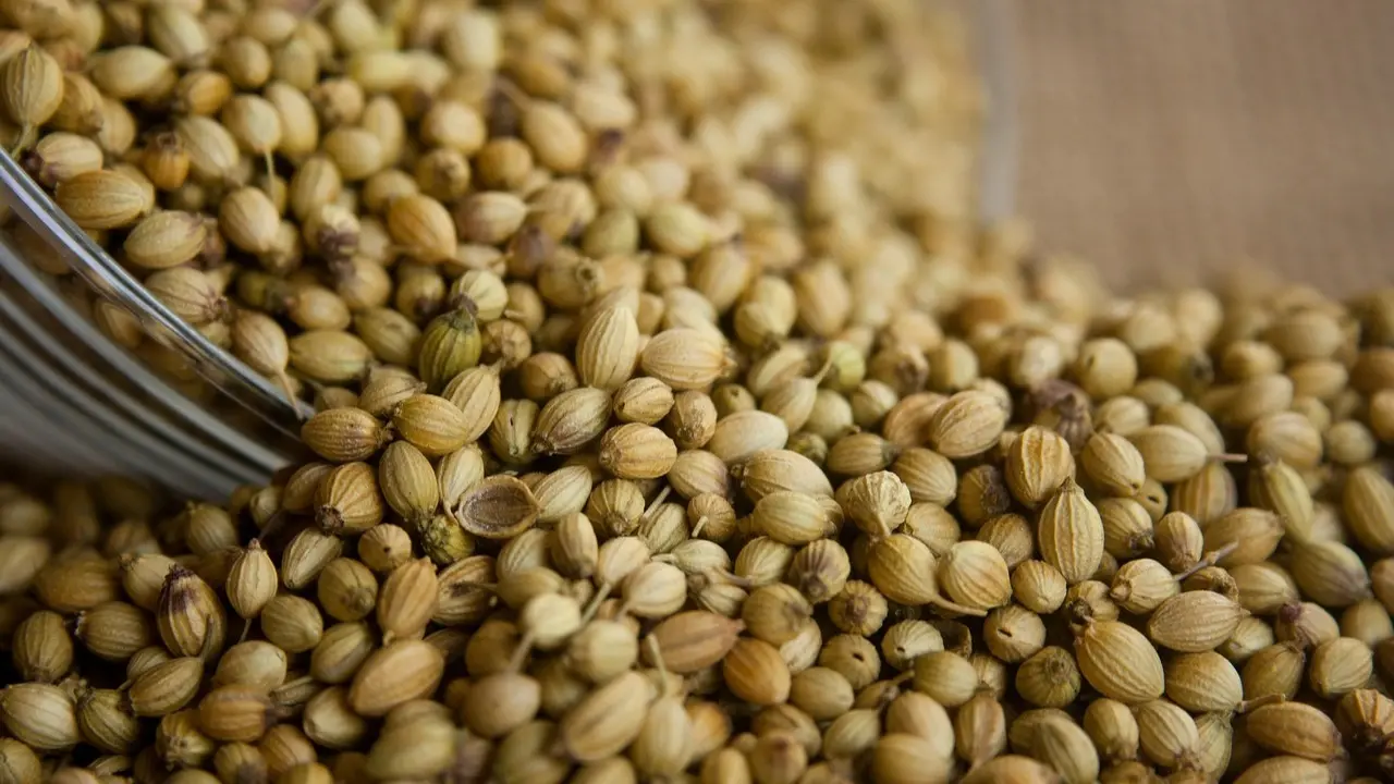 coriander