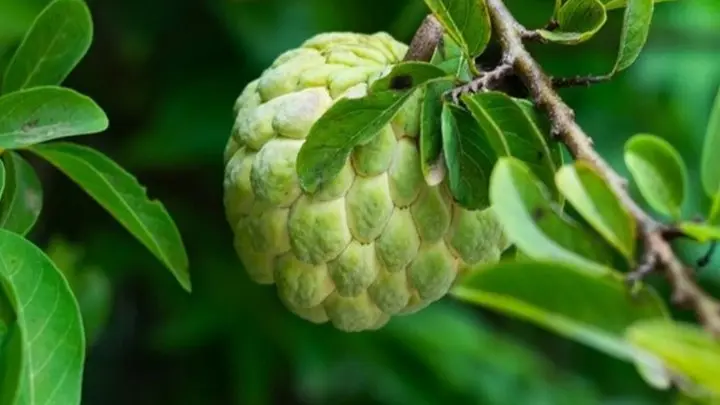 custard apple
