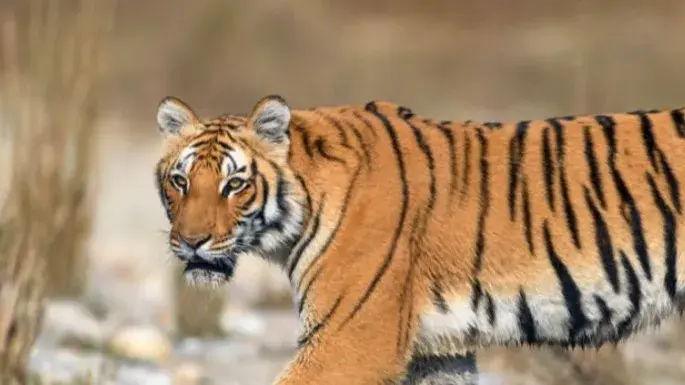 Maharashtra: पिंजरे में बंद हुई बाघिन, तीन साल में ली 11 लोगों की जान tigress was found dead