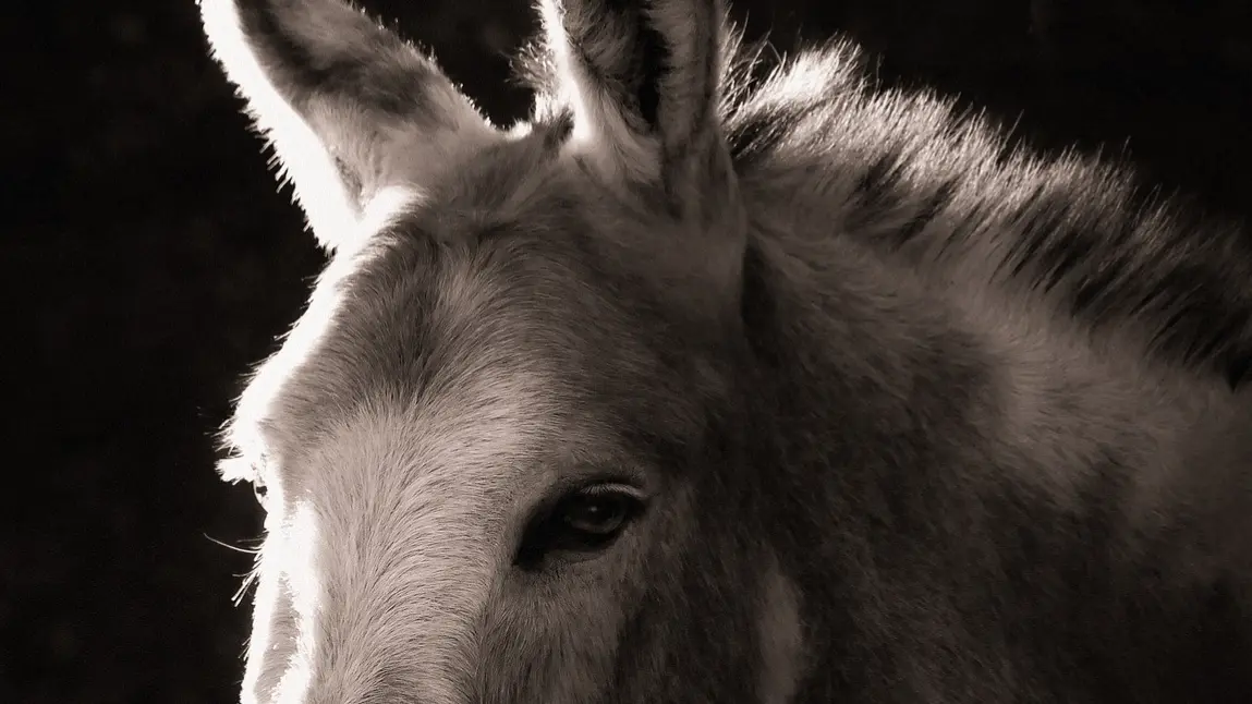 Pakistan's donkey population increases