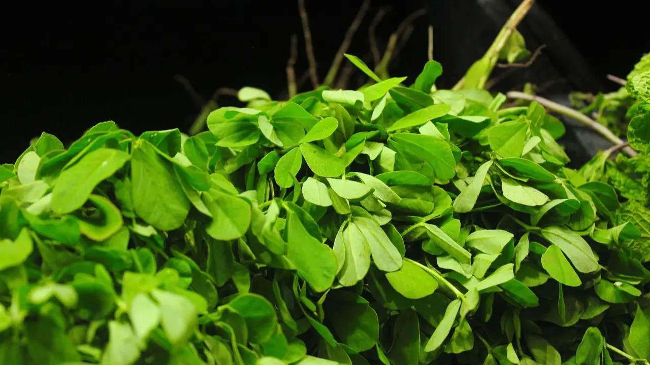 Green Fenugreek