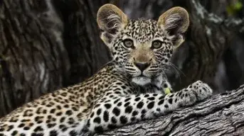leopard cub