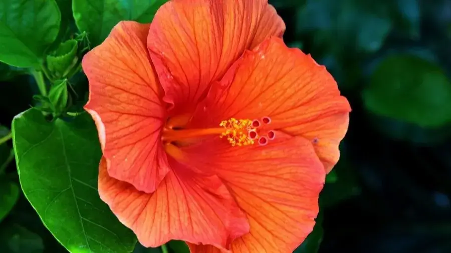 Description of the pic