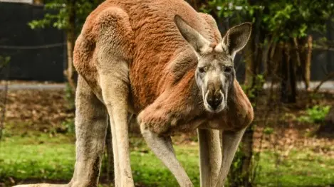 World Kangaroo Day 2024