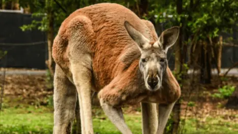 species of extinct big kangaroo found